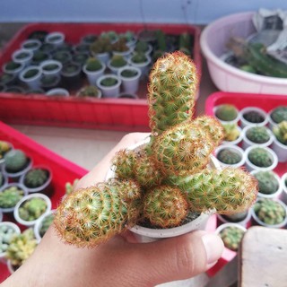 Xương rồng mami chân đỏ