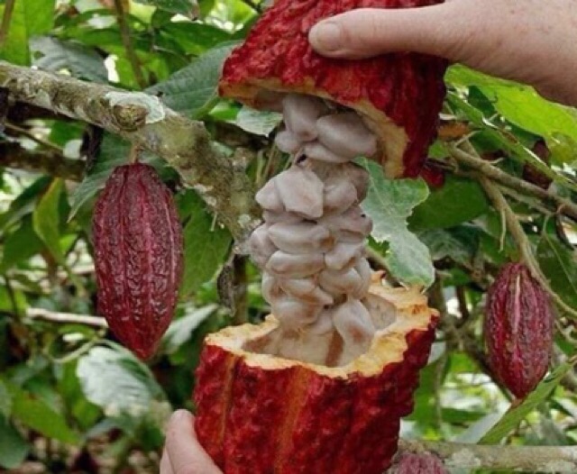 1kg Bột Cacao Nguyên Chất Đắklắk loại 1