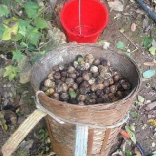 500g óc chó nếp sa pa (vỏ mỏng , cơm nhiều)