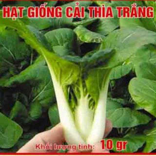 Hạt giống cải bẹ trắng(cải thìa)