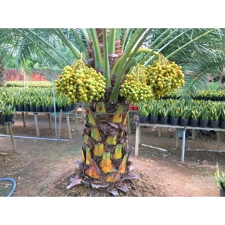 Cây giống chà là Thái