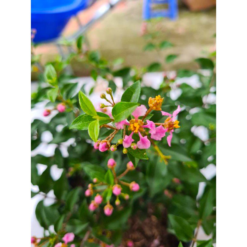 Cây Sơ-ri Cảnh Dáng Bonsai