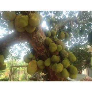 Cây Giống Mít Dai (MÍT NA)
