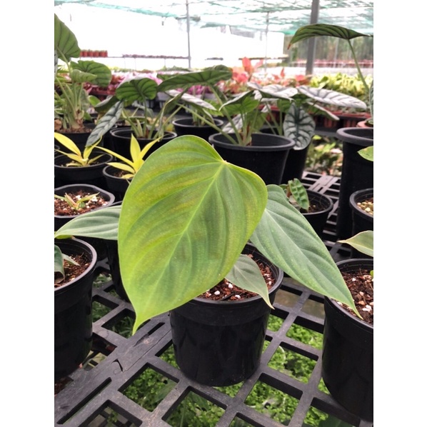 Philodendron Fuzzy🌿🌿🌿