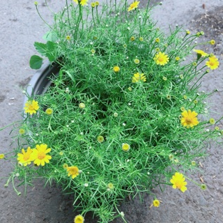 Hoa sao băng