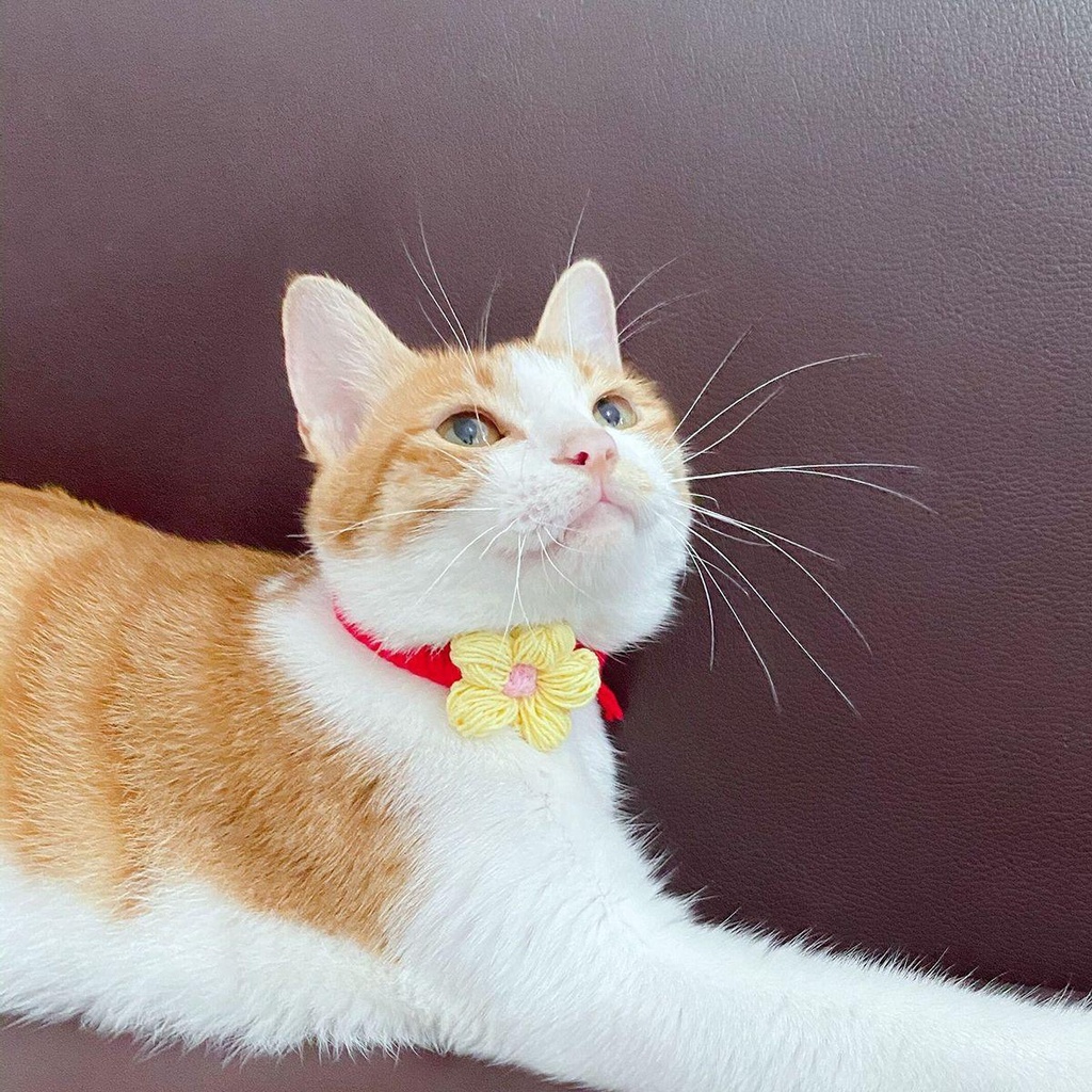 Vòng Cổ Mùa Đông Hình Cherry / Hoa Dễ Thương Có Thể Điều Chỉnh Cho Thú Cưng