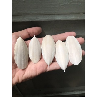 Nang Mực bổ sung Canxi (Thức ăn cho vật nuôi)