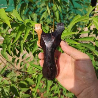 Ná gỗ dáng cá lâu kính  chạc 7