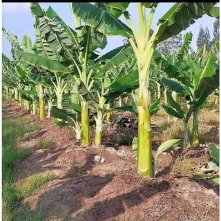 Cây giống chuối tá quạ cấy mô (chuẩn giống - quả siêu to)
