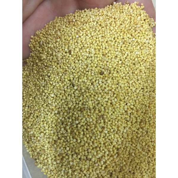 Kê tách vỏ dành cho chim vẹt tập ăn