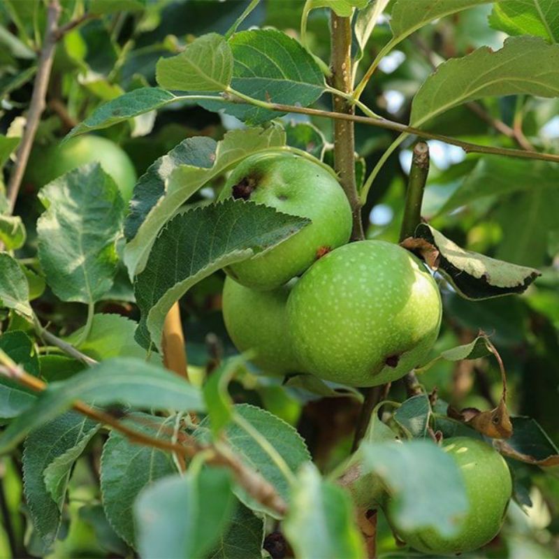 Giống Táo Mỹ Xanh