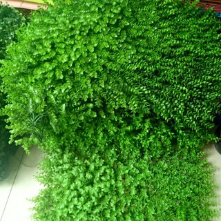 (Tổng kho Miền Bắc) Cỏ treo tường TAI CHUỘT
