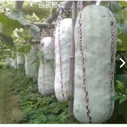 Hạt Giống Đao Bí Trắng Khổng Lồ Tặng Kèm kích mầm và hướng dẫn
