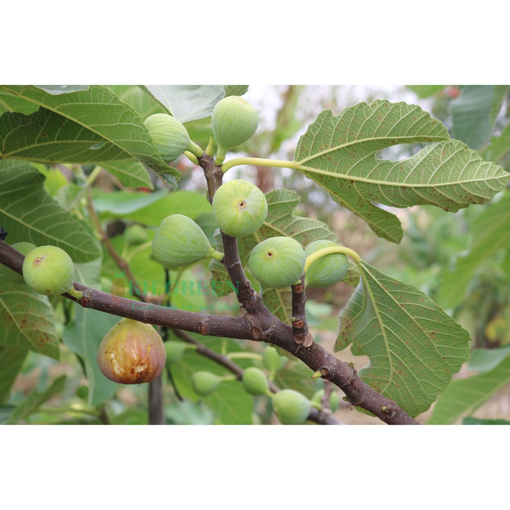 Cây giống Sung Mỹ Purple Jordan - Cây Chiết Khỏe Ra Trái Sau 3 Tháng Trồng