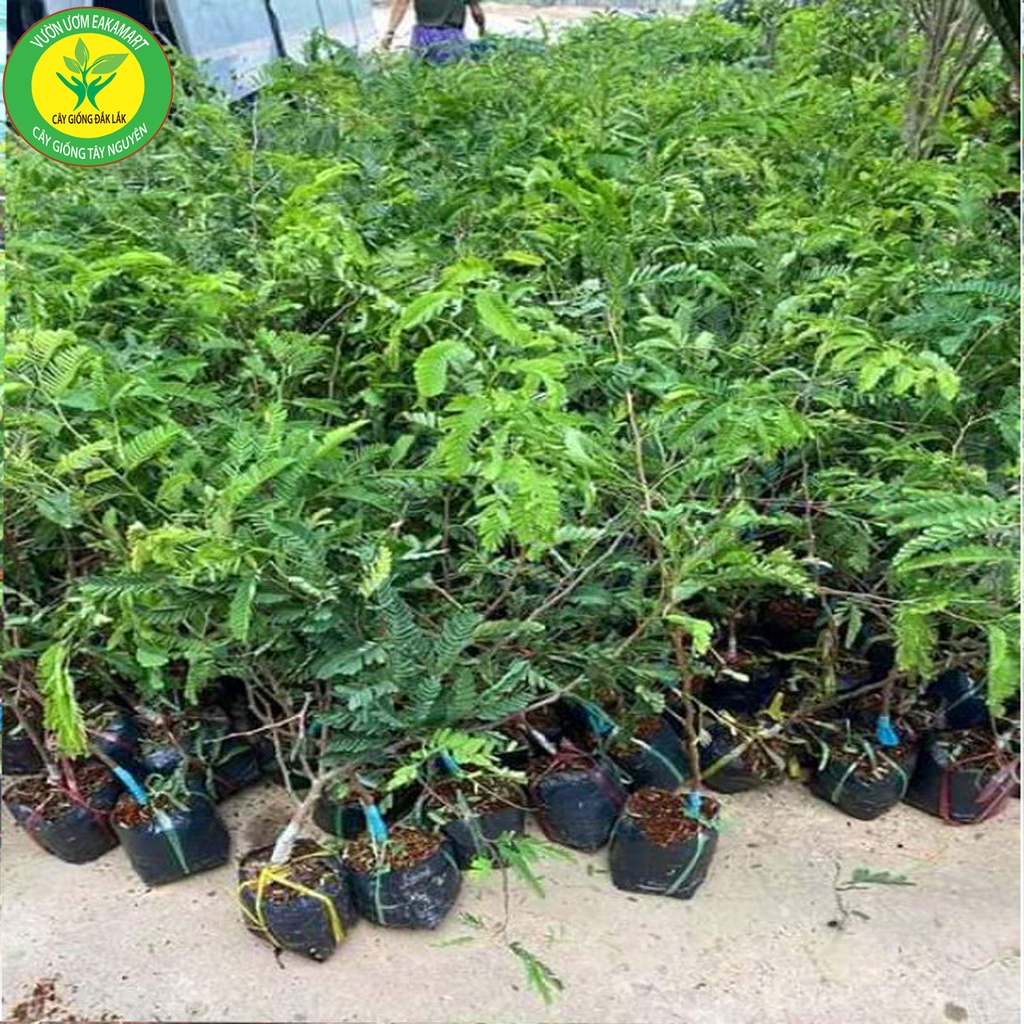 Cây Me Thái Giống Cho Trái Siêu Sớm