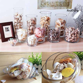100g Vỏ Sò Các Loại Trang Trí Bể Cá