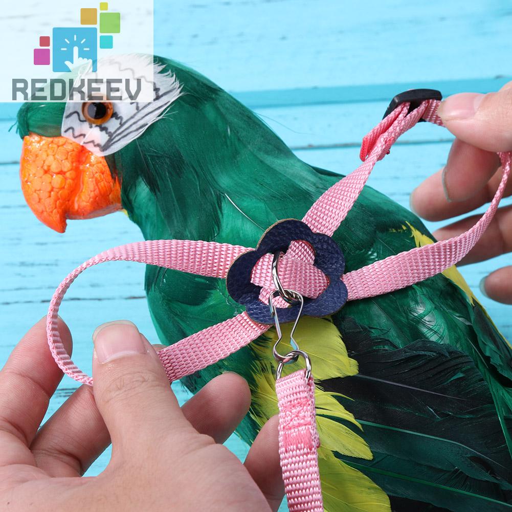 Dây Xích Huấn Luyện Vẹt Có Thể Điều Chỉnh Chống Bay