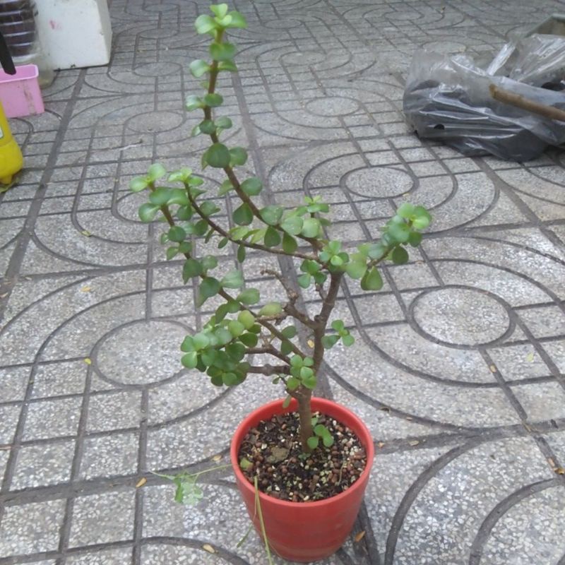 Đô la xanh thân thụ