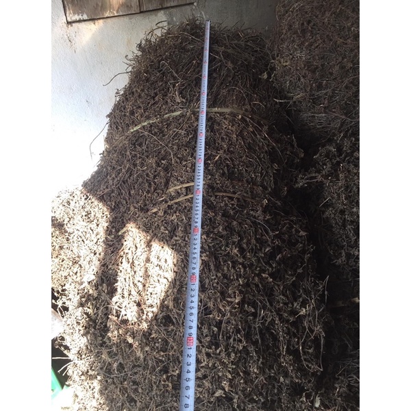 CÂY THẠCH ĐEN CAO BẰNG 500g