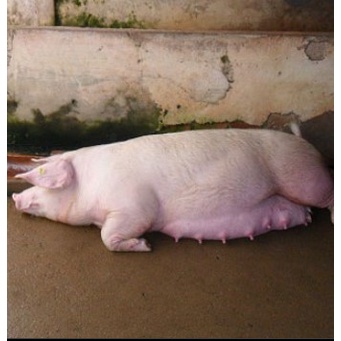 Dưỡng Nái,An Thai, Nuôi Dưỡng Bào Thai, Giữ Cho Thai Khỏe Mạnh Trong Quá Trình Mang Thai