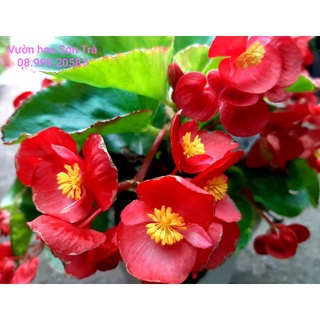 Cây hoa hải đường, đang hoa.