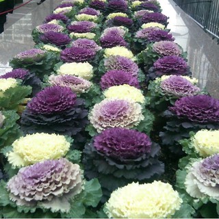 Hạt giống hoa bắp cải nhiều màu ( Gói 20 Hạt ) - STHG2