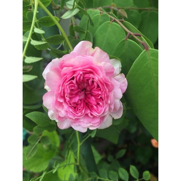 Combo 5 gốc hồng nhập ngoại đã có mầm