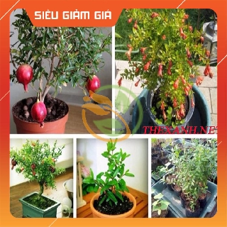 Bộ 1 gói hạt giống lựu lùn. HCT