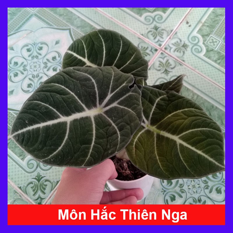 Môn Đen Lá Nhung ( Hắc Thiên Nga ) Alocasia Black Velvet (Little Queen Alocasia) - Cây cảnh mini để bàn