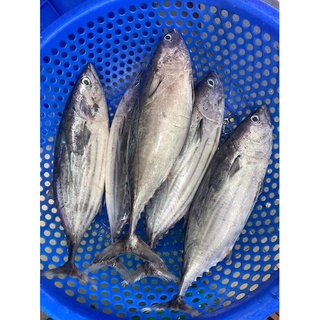 Cá Ngừ, cá biển tươi làm sạch ~1kg/con