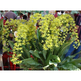Lan Vũ Nữ Hoàng Hậu Xanh cây giống