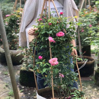 Combo 3 gốc hoa hồng ngoại