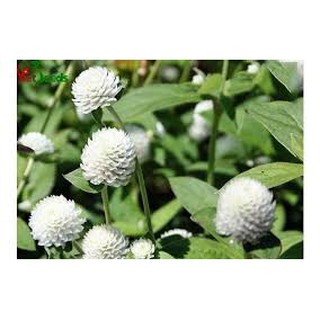 Hạt giống cúc bách nhật trắng 100 hạt
