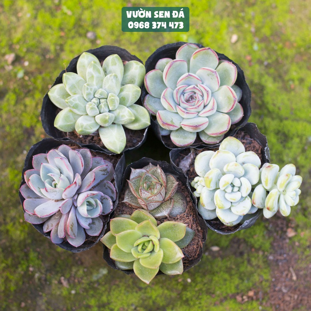 Combo sen đá giá rẻ 5-7cm