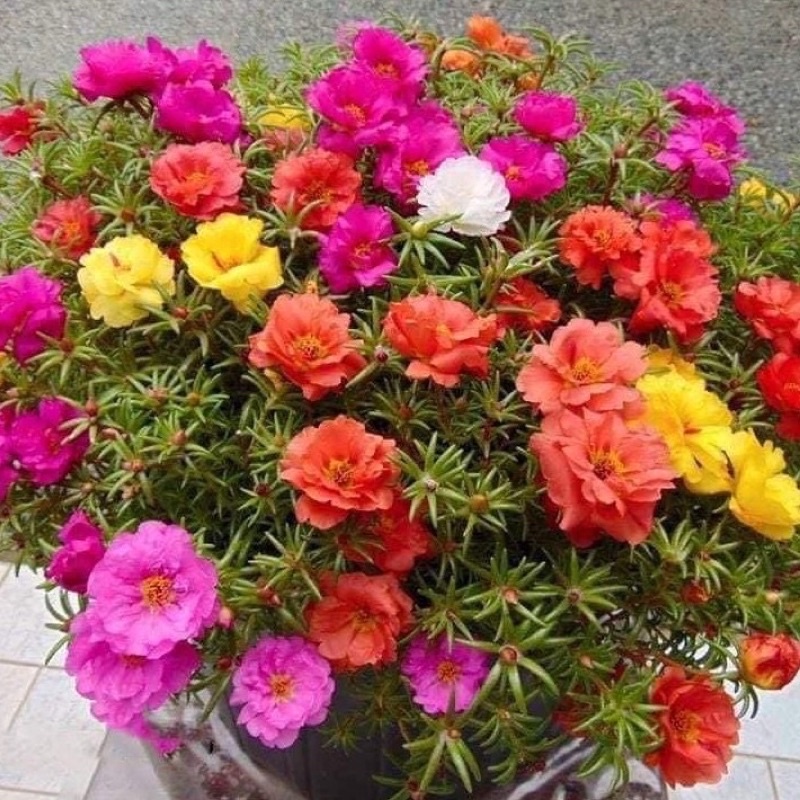 Chậu hoa 10 giờ cánh kép nhiều màu