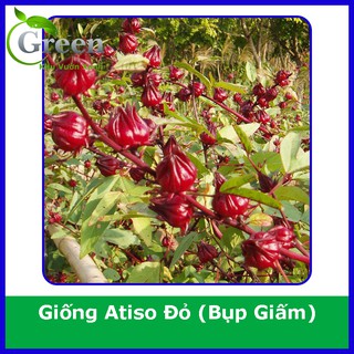 Hạt Giống Cây Atiso Đỏ Bụp Giấm (Gói 2 gam ~ 50 hạt) Dễ Trồng Chăm Sóc, Sai Bông