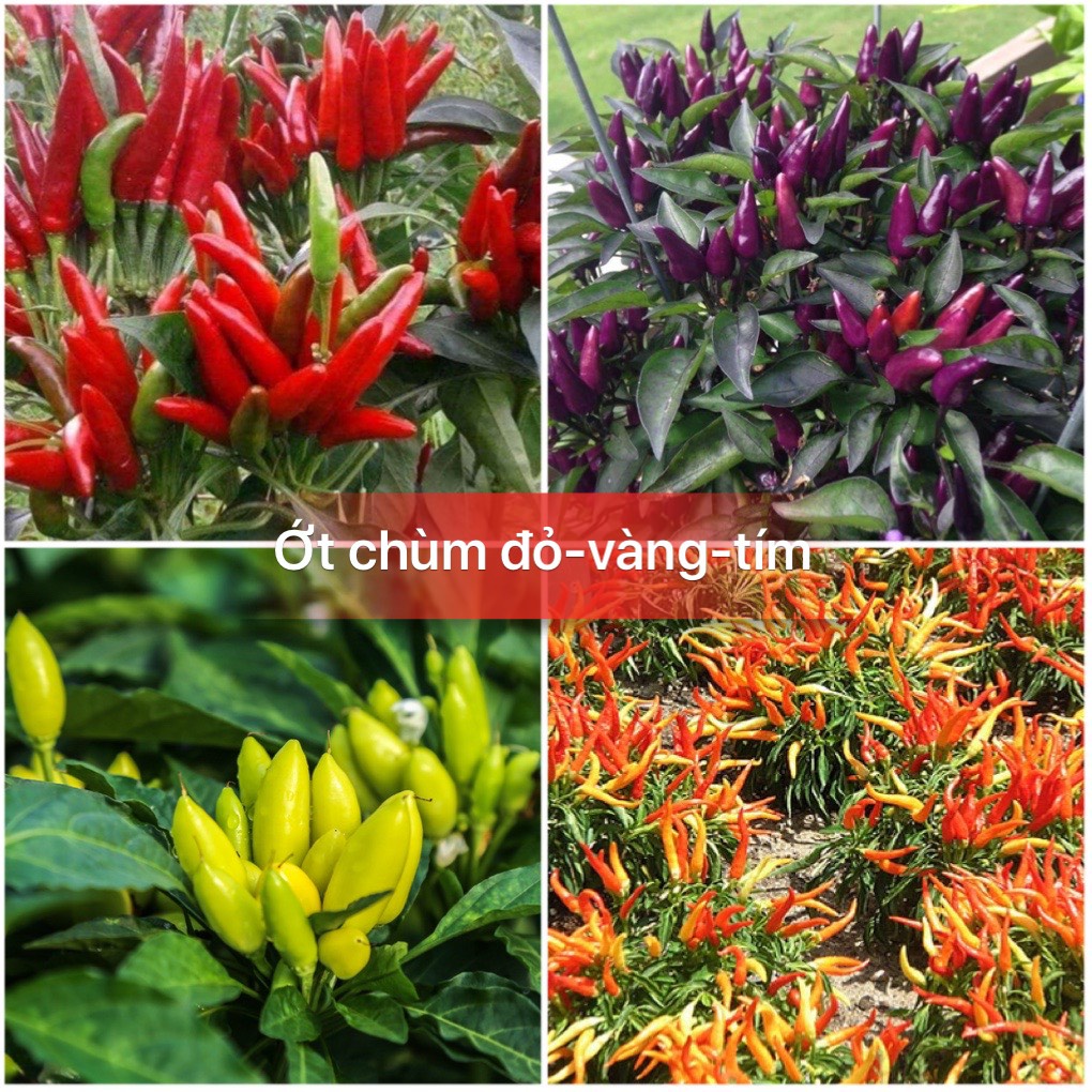 Hạt giống ớt chùm cao sản F1