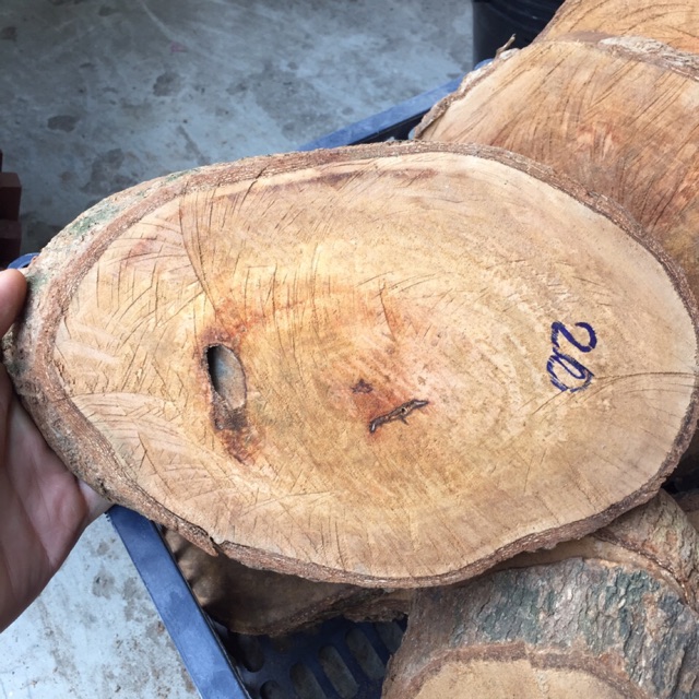 Gỗ nhãn nhiều kích cỡ để ghép Lan
