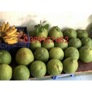 Bưởi Da Xanh (Ruột hồng)