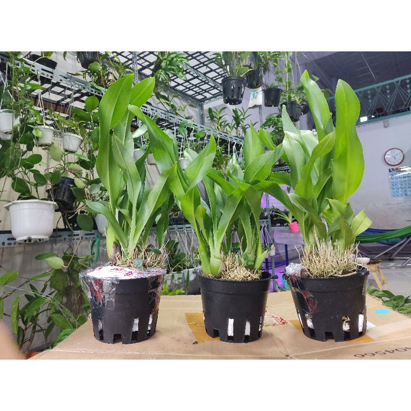 Lan vũ nữ hoàng hậu xanh