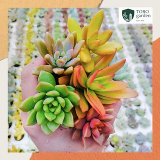 SEN ĐÁ MINI ĐÀ LẠT 50 cây các loại 🍏 FREESHIP 🚕 Lỗi 1 đổi 1 🧧