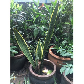 [Hỏa tốc 3H] Cây lưỡi hổ sọc vàng