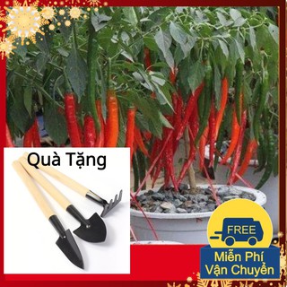 Hạt Giống Ớt Hàn Quốc Tặng Bộ Dụng Cụ Mini Trồng Cây Tặng Bộ Dụng Cụ Mini Trồng Cây
