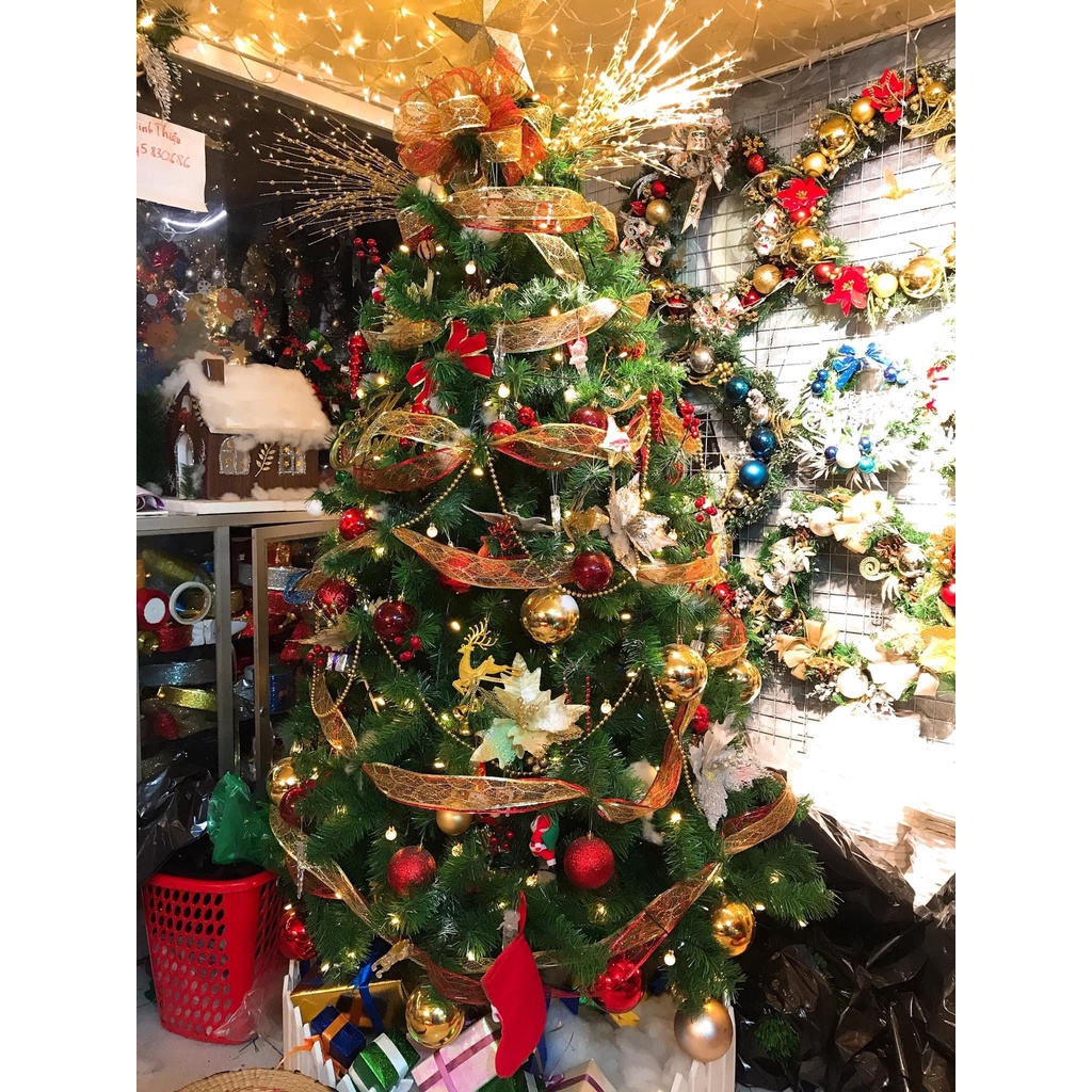 Cây Thông Noel ,Cây dày lá loại đặc biệt Tán Rộng, Dày cao  90 - 180cm