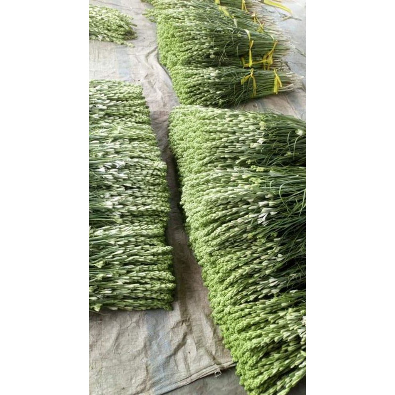 củ giống hoa huệ ta