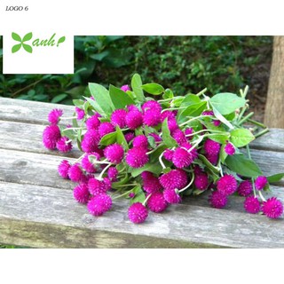 Hạt giống cúc bách nhật tím GÓI 20 HẠT