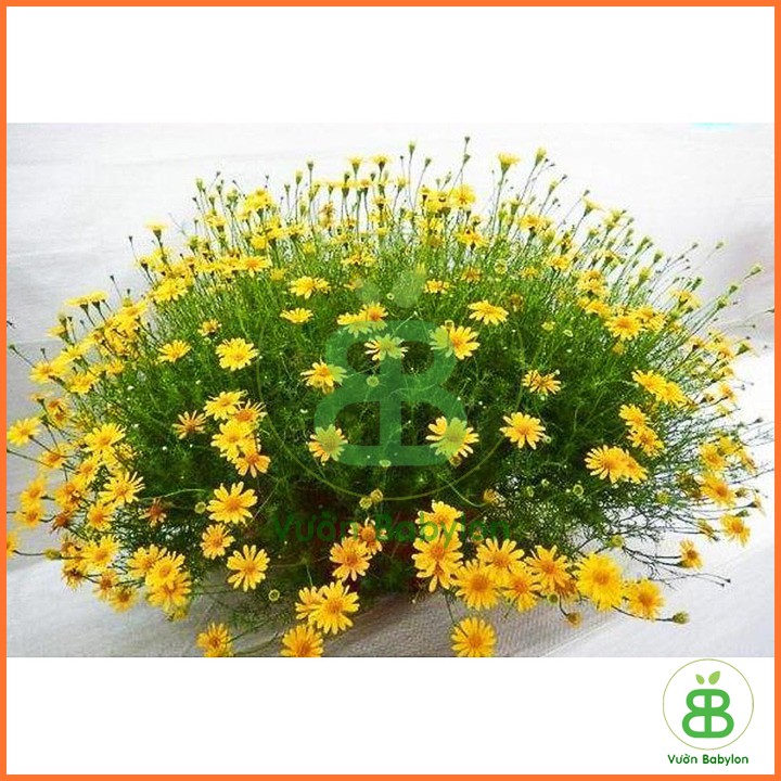 Hạt Giống Hoa Cúc Sao Băng Vàng