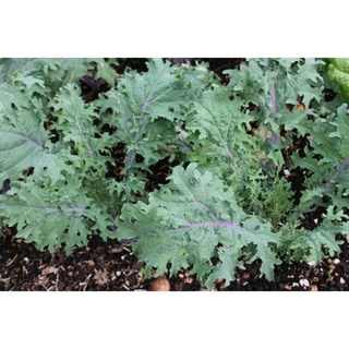 hạt giống cải kale đỏ mỹ 100h