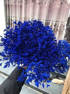 Hoa sao cắm tết