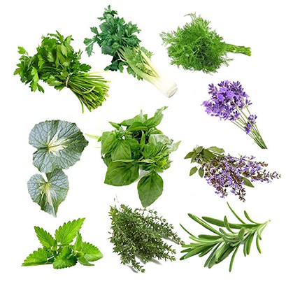 Combo đủ loại hạt giống rau thơm dễ trồng tiết kiệm tới 50%